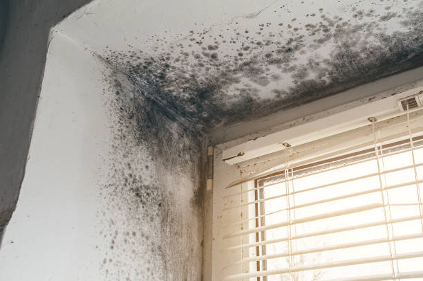 Affordable Mold Inspection And Testing solutions in Canton, IL